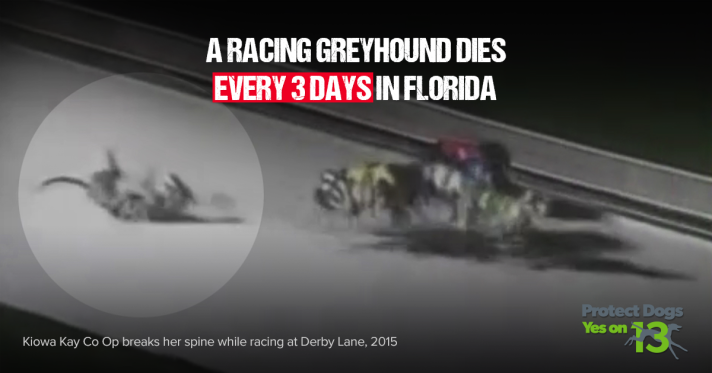 Greyhound die on track